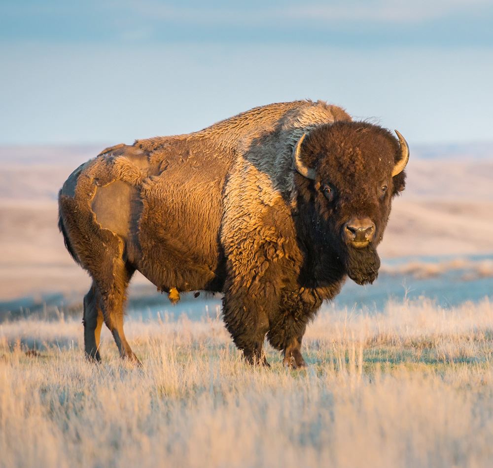 Photo of a Buffalo looking towards the camera. The Buffalo is standing in the prairies.